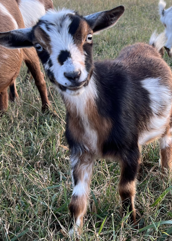 Goat standing in a grassy field with other goats in the background