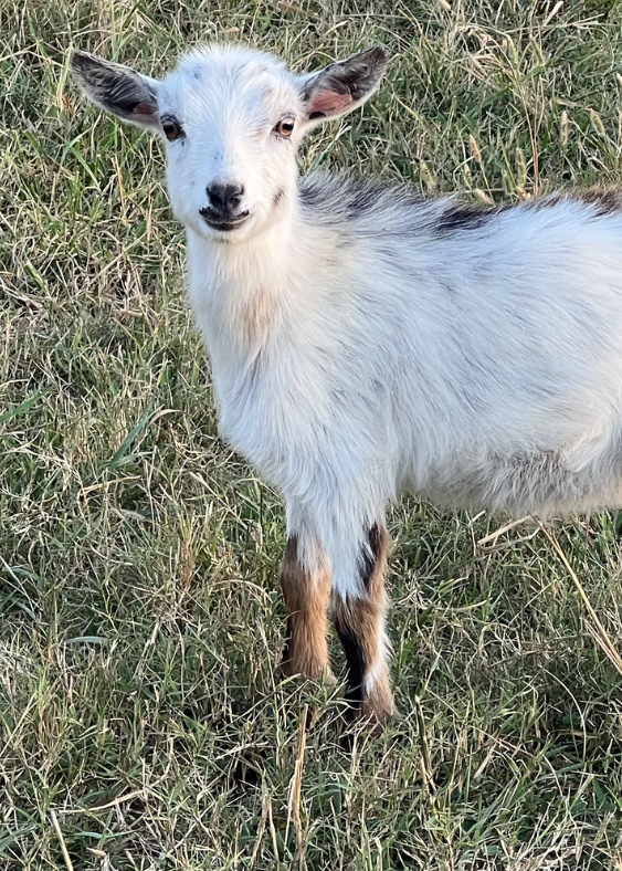 Goat standing on grass