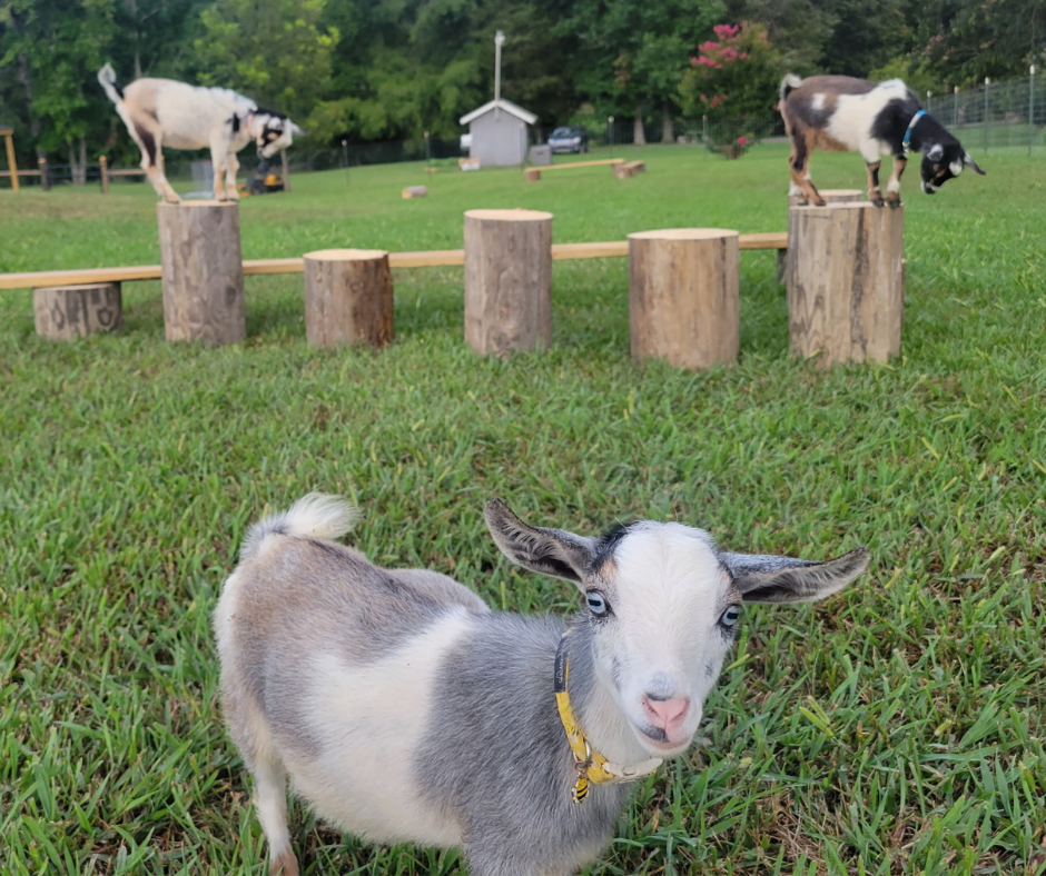 Goats on logs in a grassy field with another goat in the foreground.
