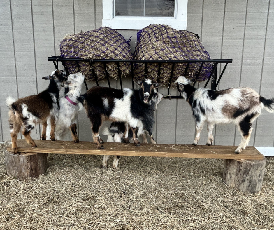 Five goats on a wooden platform with a metal feeder in the background.