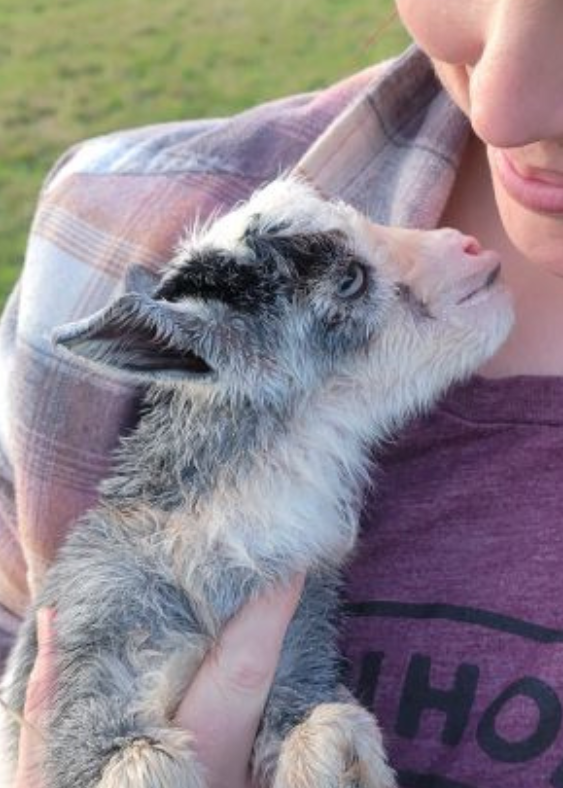 Person holding a small goat in their arms outdoors