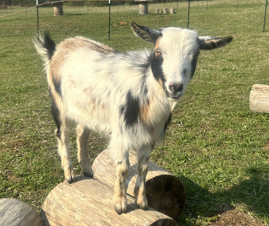 Goat standing on a log in a grassy field