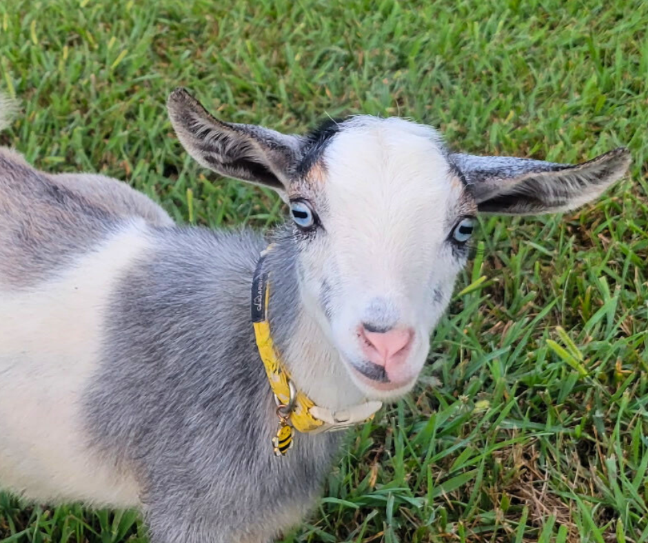 Goat with a yellow collar on a grassy background