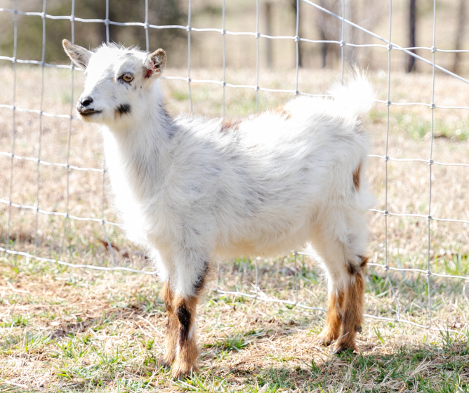 White goat with brown legs standing behind a wire fence in an outdoor setting