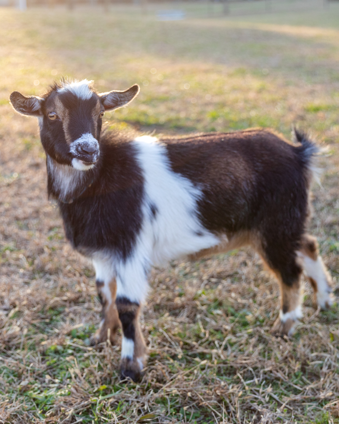 A brown, black, and white goat in a yard.
