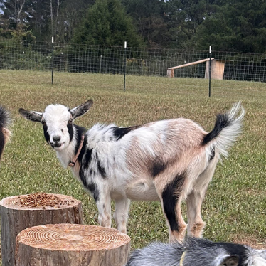 Goats on wooden stumps in a grassy field
