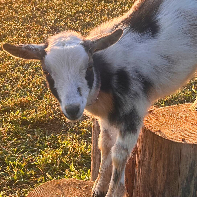 Goat standing on a wooden stump with grass in the background