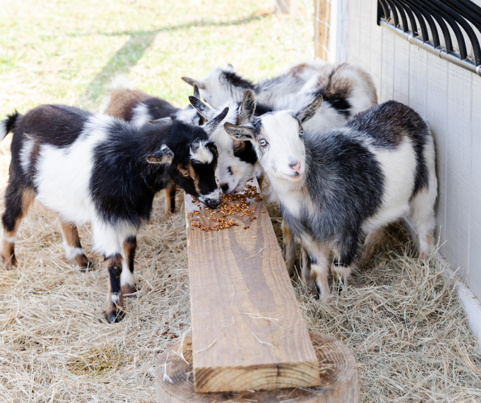 Goats gathered around a wooden feeder on a grassy field