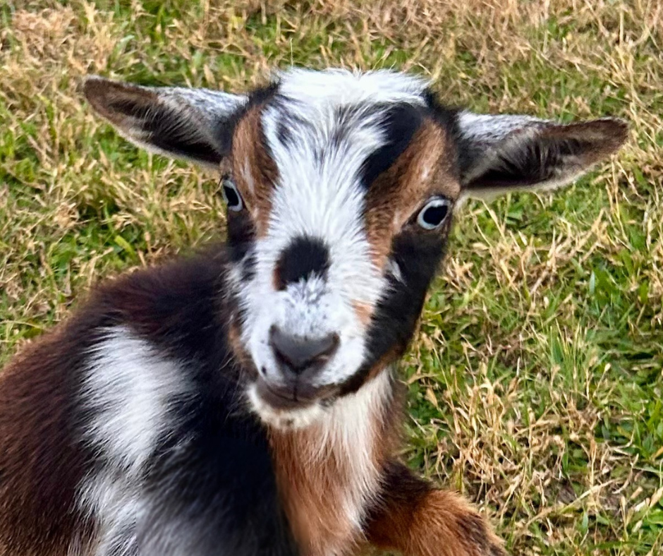 Goat with a white face and brown patches looking directly at the camera on grass.