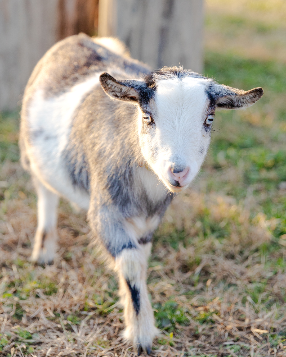 Goat standing on a grassy field with a wooden fence in the background