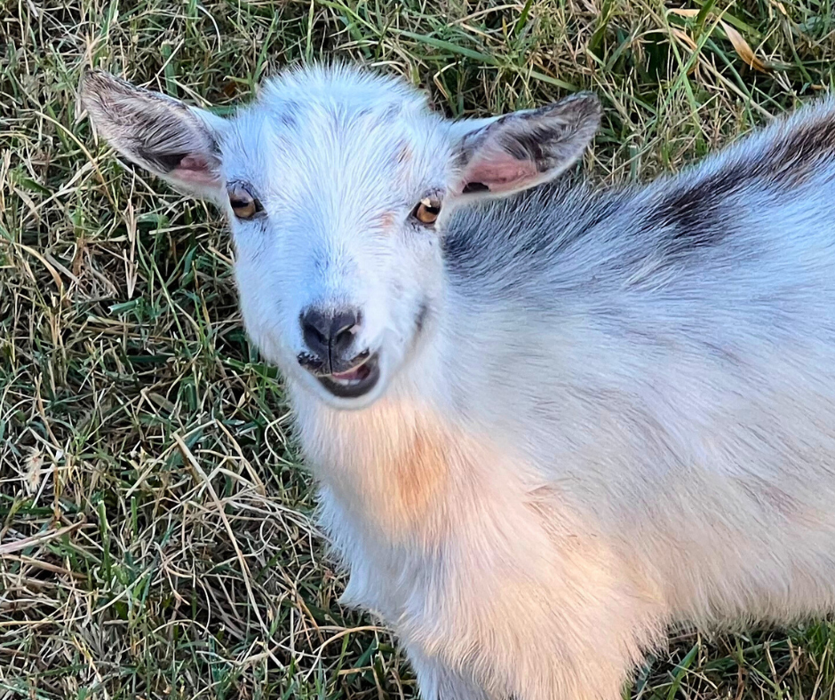Goat standing on grass looking directly at the camera
