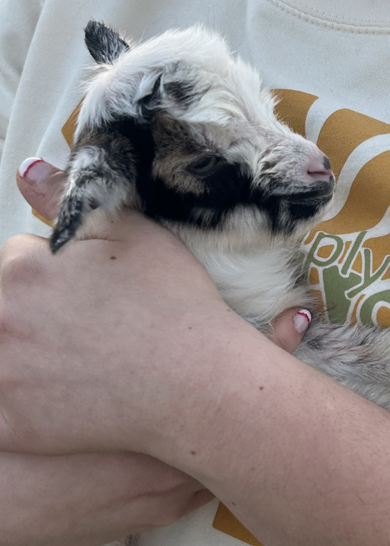 Person holding baby goat Antwan with a white shirt featuring a logo in the background