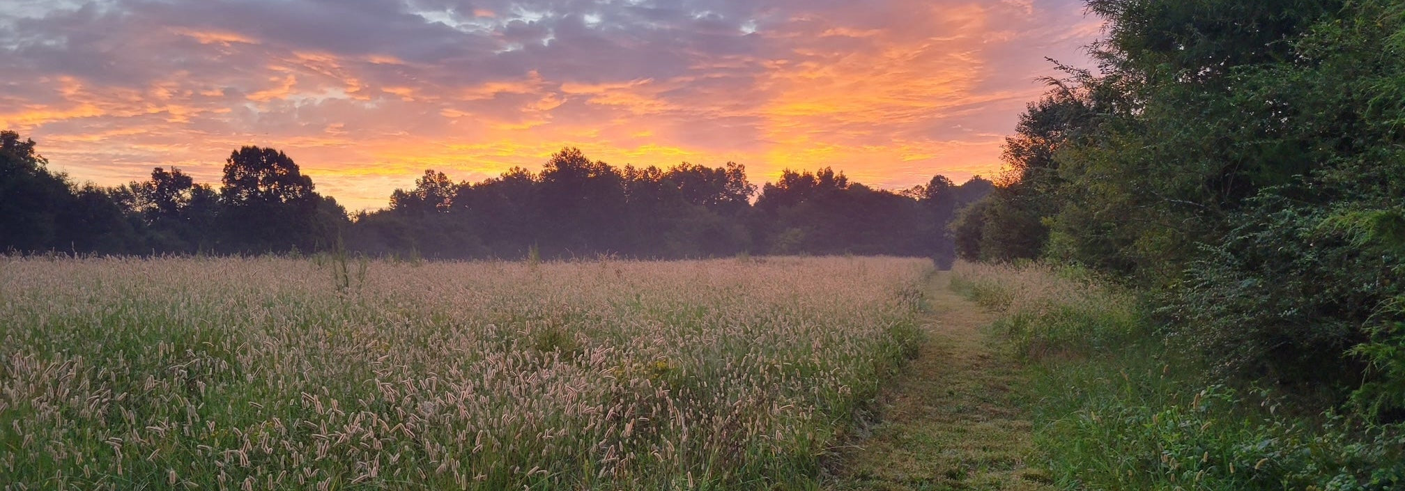 Sunset over a field with trees in the background