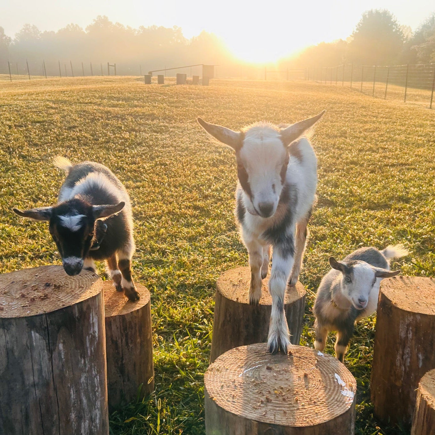 Three goats standing on wooden logs in a grassy field at sunset.