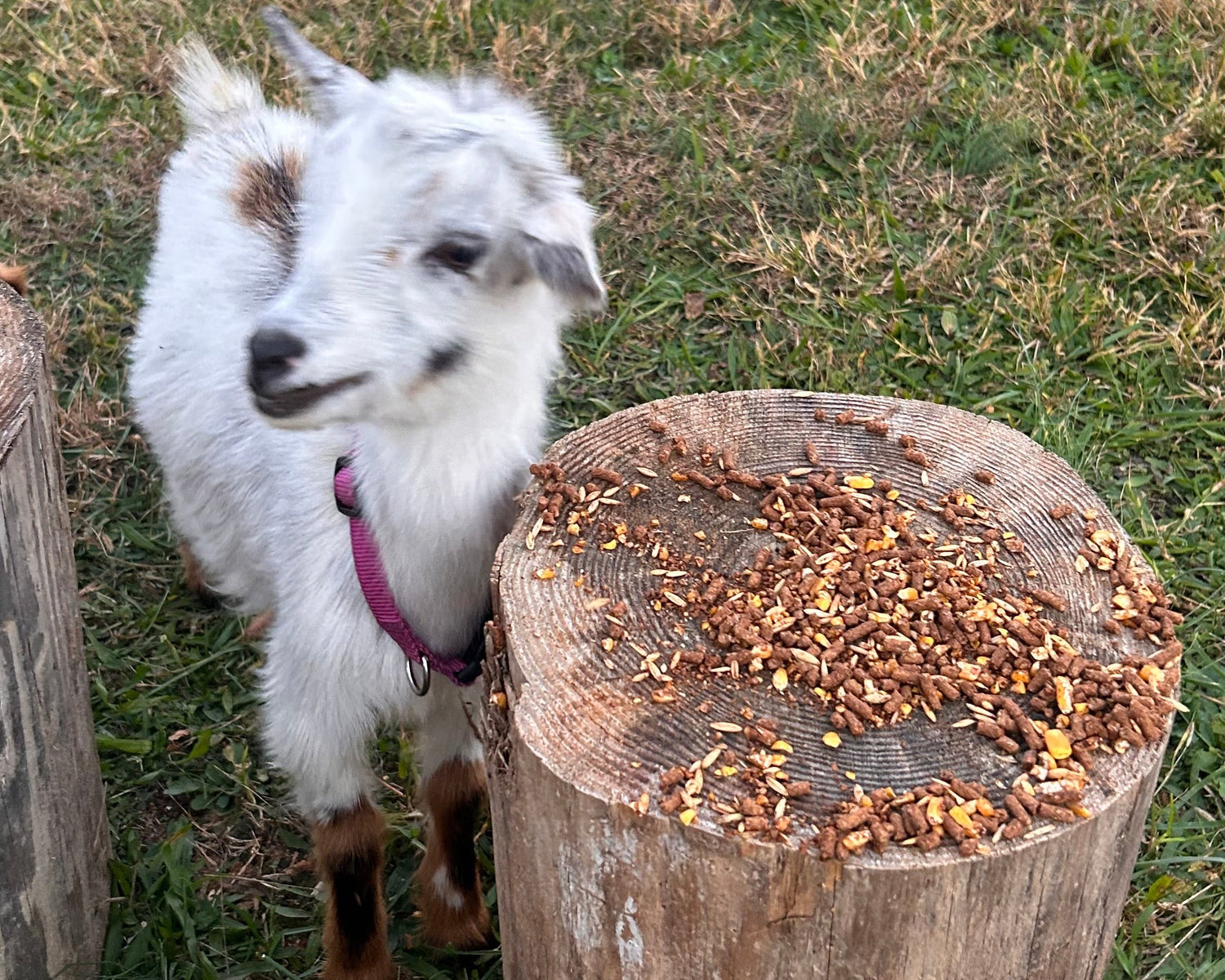 Small white goat with a purple collar standing next to a wooden log on grass